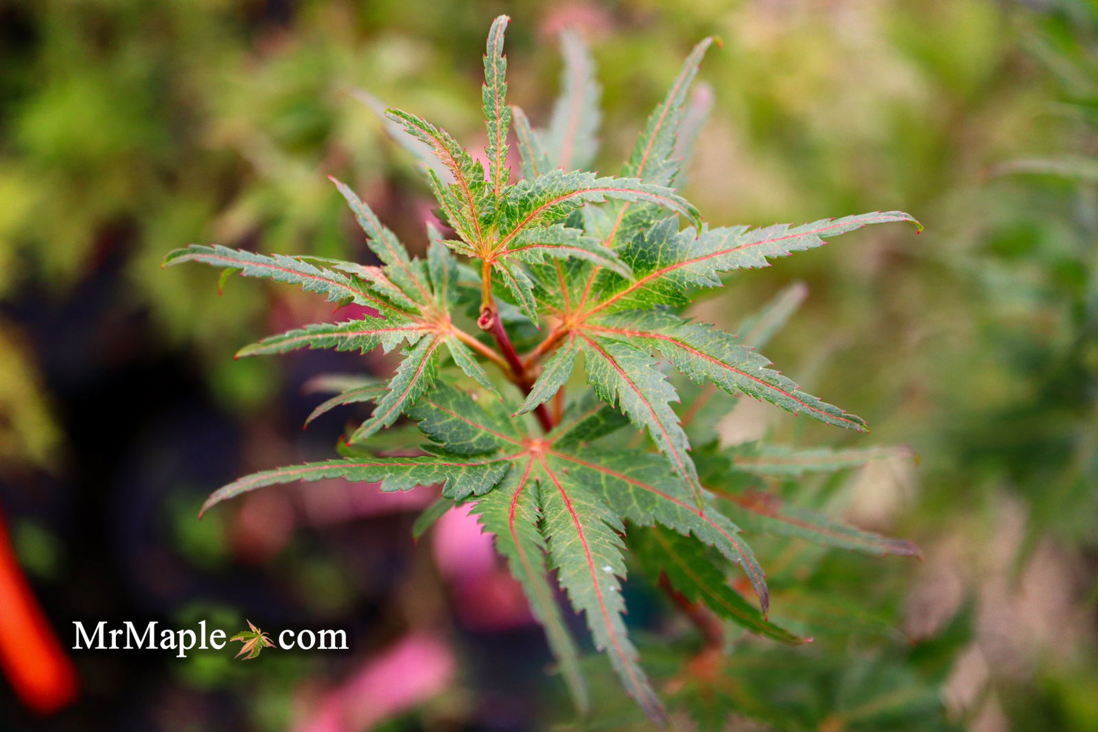 Buy Acer palmatum 'Purple Crunch' Dwarf Japanese Maple — Mr Maple