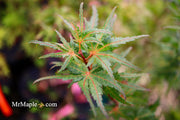 - Acer palmatum 'Purple Crunch' Dwarf Japanese Maple - Mr Maple │ Buy Japanese Maple Trees