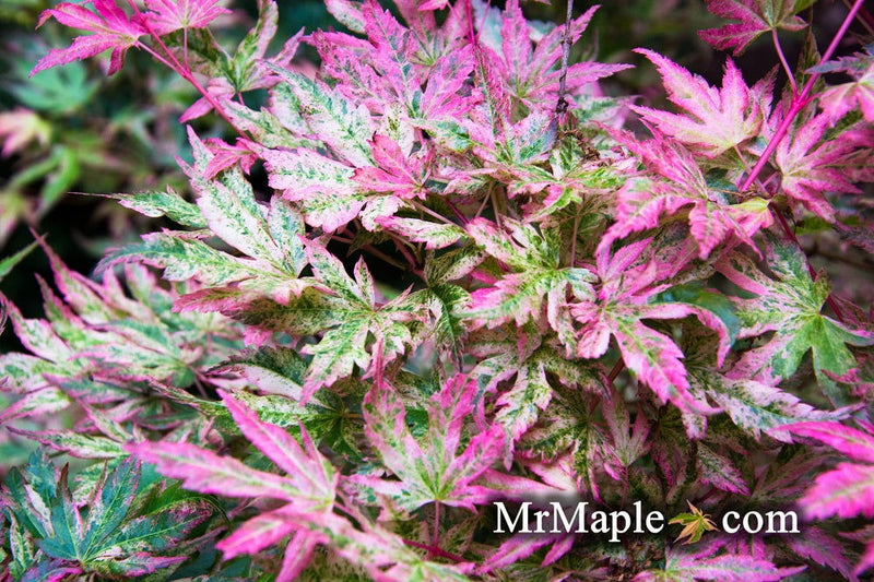 - Acer palmatum 'Radiant™' Japanese Maple - Mr Maple │ Buy Japanese Maple Trees