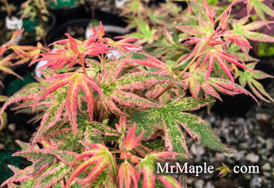- Acer palmatum 'Radiant™' Japanese Maple - Mr Maple │ Buy Japanese Maple Trees