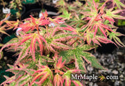 - Acer palmatum 'Radiant™' Japanese Maple - Mr Maple │ Buy Japanese Maple Trees