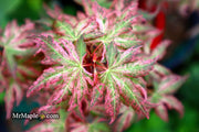 - Acer palmatum 'Radiant™' Japanese Maple - Mr Maple │ Buy Japanese Maple Trees