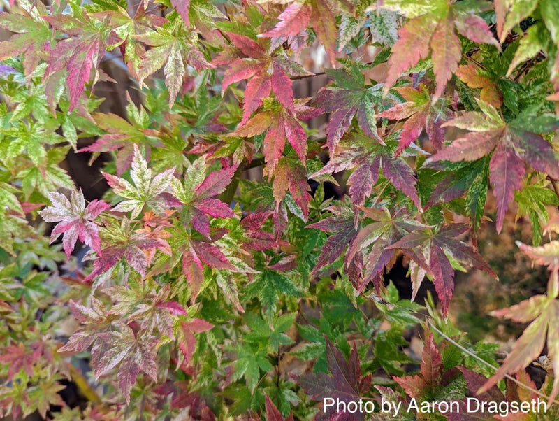 - Acer palmatum 'Radiant™' Japanese Maple - Mr Maple │ Buy Japanese Maple Trees