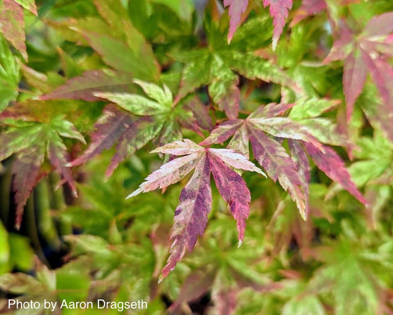 - Acer palmatum 'Radiant™' Japanese Maple - Mr Maple │ Buy Japanese Maple Trees