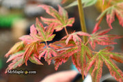 - Acer palmatum 'Radiant™' Japanese Maple - Mr Maple │ Buy Japanese Maple Trees