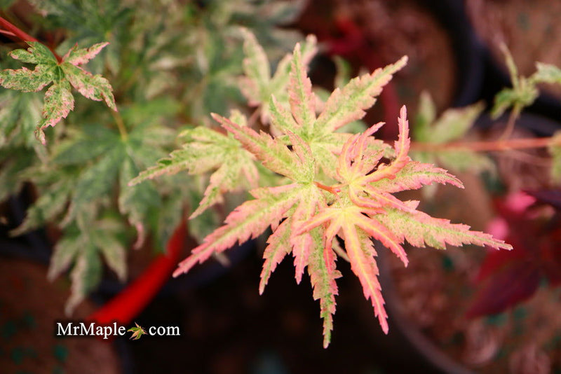 - Acer palmatum 'Radiant™' Japanese Maple - Mr Maple │ Buy Japanese Maple Trees