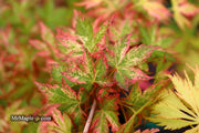 - Acer palmatum 'Radiant™' Japanese Maple - Mr Maple │ Buy Japanese Maple Trees