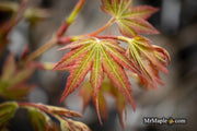 - Acer palmatum 'Radiant™' Japanese Maple - Mr Maple │ Buy Japanese Maple Trees