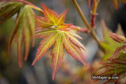- Acer palmatum 'Radiant™' Japanese Maple - Mr Maple │ Buy Japanese Maple Trees