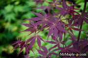 - Acer palmatum 'Raigo ji' Japanese Maple - Mr Maple │ Buy Japanese Maple Trees