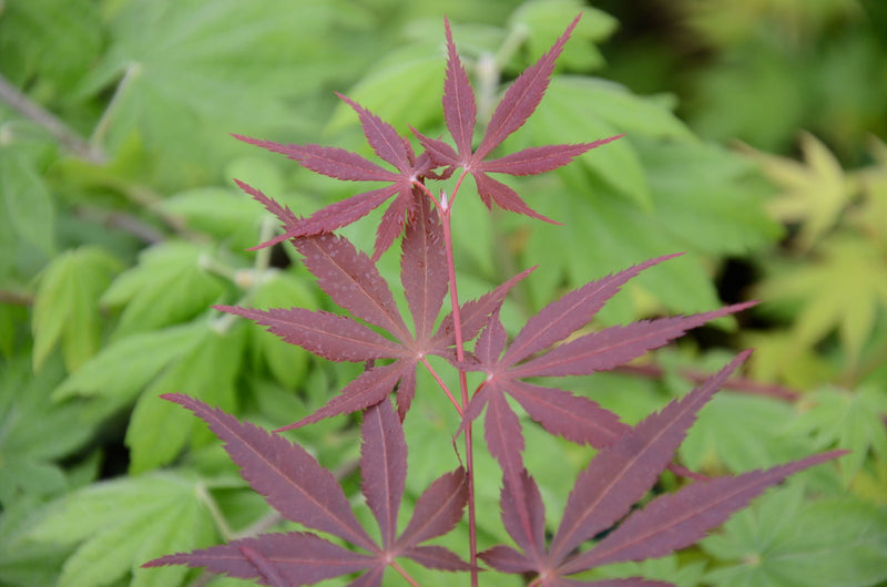 - Acer palmatum 'Raigo ji' Japanese Maple - Mr Maple │ Buy Japanese Maple Trees