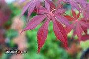 - Acer palmatum 'Raigo ji' Japanese Maple - Mr Maple │ Buy Japanese Maple Trees
