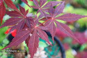 - Acer palmatum 'Raigo ji' Japanese Maple - Mr Maple │ Buy Japanese Maple Trees