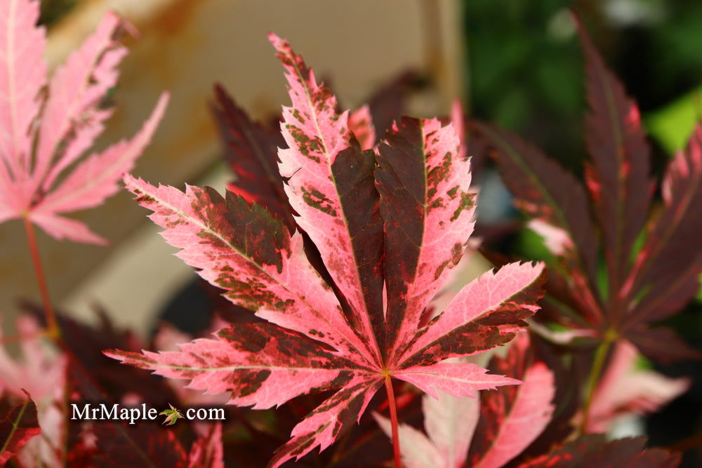 Buy Acer palmatum 'Rainbow' Pink Variegated Red Japanese Maple