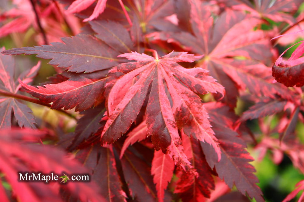 Buy Acer palmatum 'Rainbow' Pink Variegated Red Japanese Maple