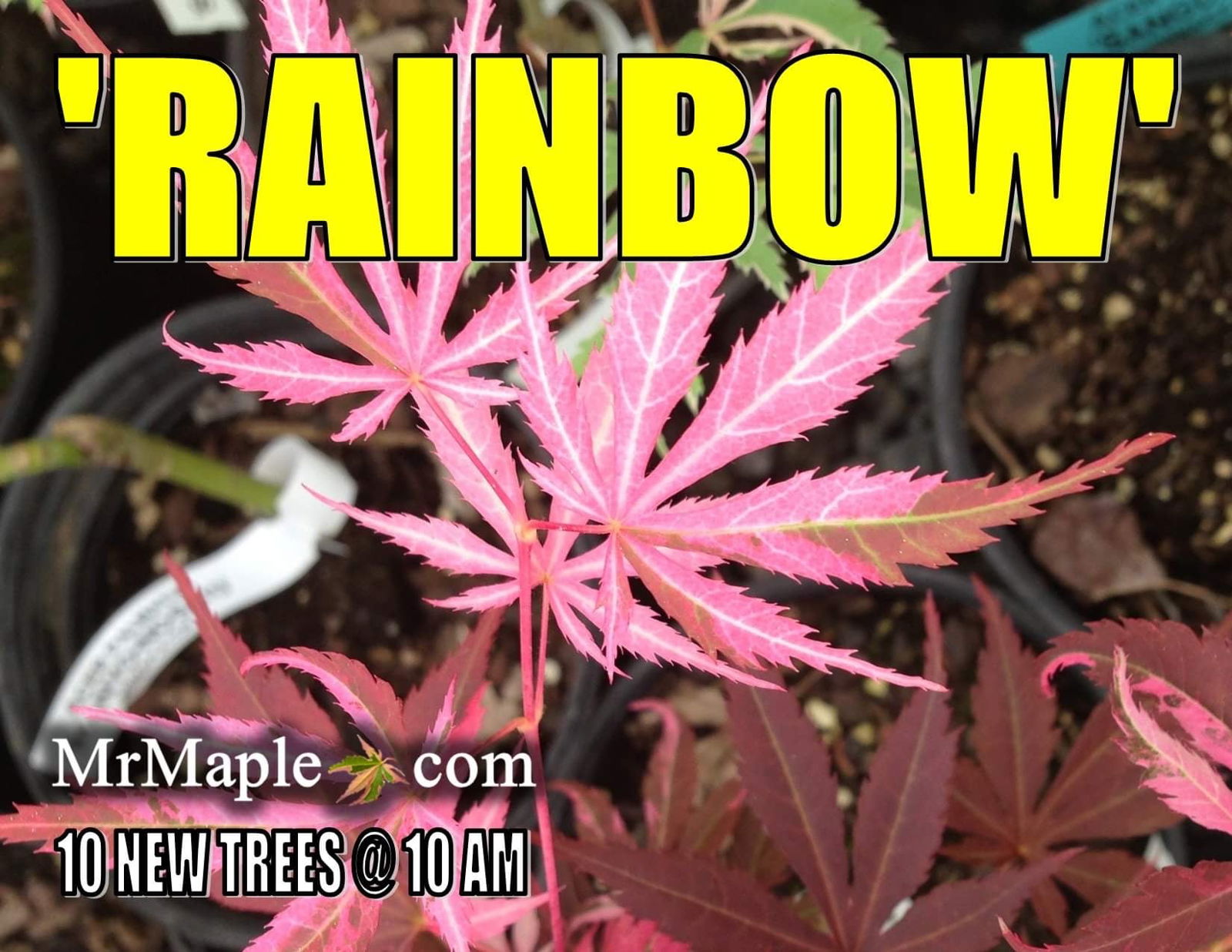 Buy Acer palmatum 'Rainbow' Pink Variegated Red Japanese Maple