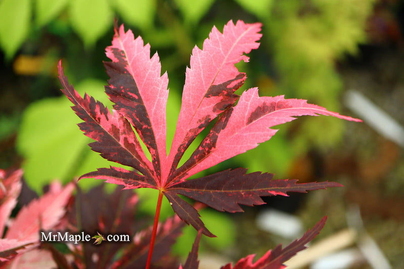 - Acer palmatum 'Rainbow' Pink Variegated Red Japanese Maple - Mr Maple │ Buy Japanese Maple Trees