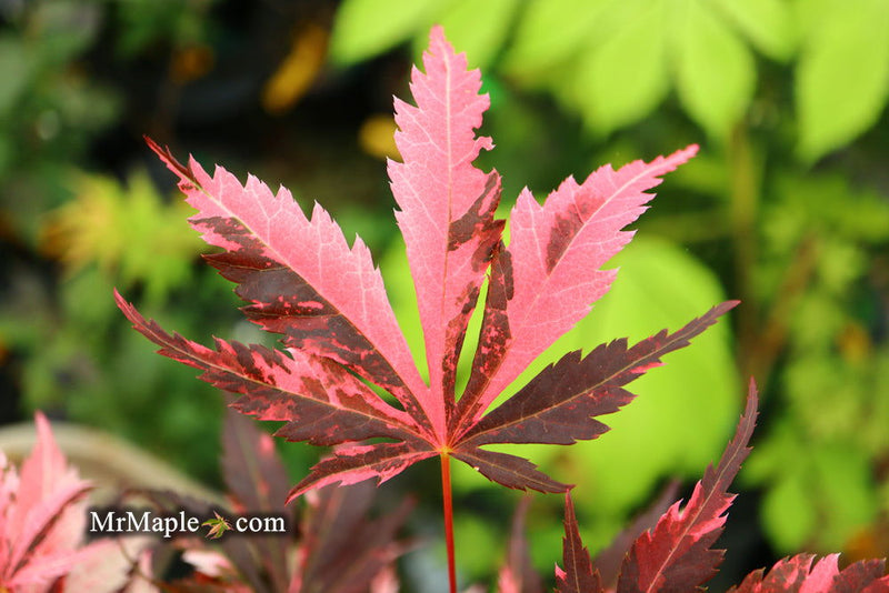 - Acer palmatum 'Rainbow' Pink Variegated Red Japanese Maple - Mr Maple │ Buy Japanese Maple Trees