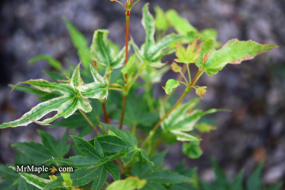 Buy Acer palmatum 'Rainy Day' Rare Japanese Maple — Mr Maple