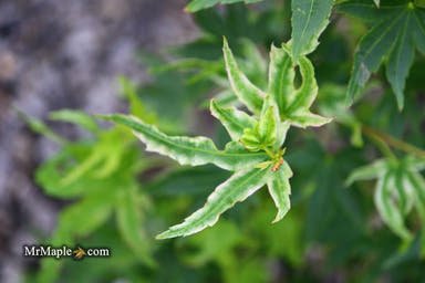 - Acer palmatum 'Rainy Day' Rare Japanese Maple - Mr Maple │ Buy Japanese Maple Trees