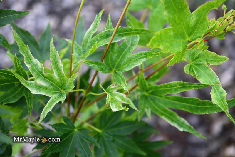 - Acer palmatum 'Rainy Day' Rare Japanese Maple - Mr Maple │ Buy Japanese Maple Trees