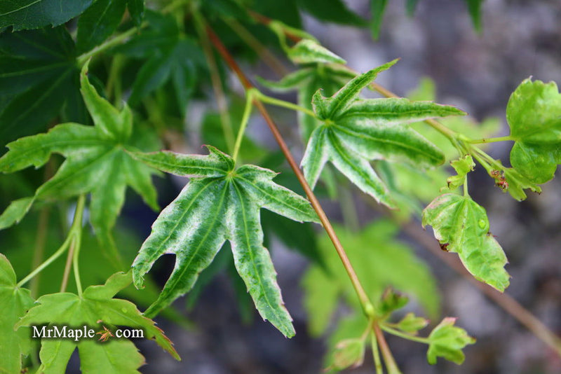 - Acer palmatum 'Rainy Day' Rare Japanese Maple - Mr Maple │ Buy Japanese Maple Trees