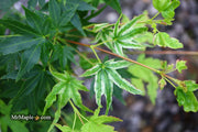 - Acer palmatum 'Rainy Day' Rare Japanese Maple - Mr Maple │ Buy Japanese Maple Trees