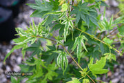 - Acer palmatum 'Rainy Day' Rare Japanese Maple - Mr Maple │ Buy Japanese Maple Trees