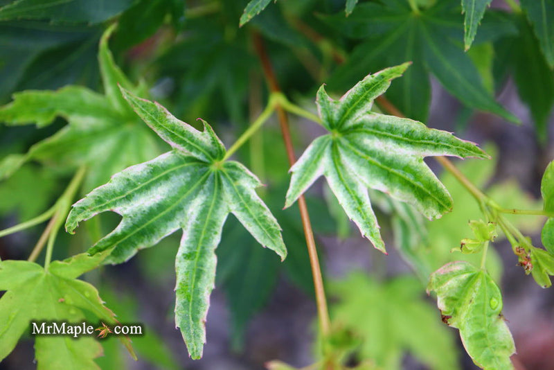 - Acer palmatum 'Rainy Day' Rare Japanese Maple - Mr Maple │ Buy Japanese Maple Trees