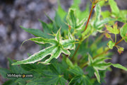 - Acer palmatum 'Rainy Day' Rare Japanese Maple - Mr Maple │ Buy Japanese Maple Trees