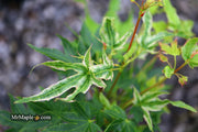 - Acer palmatum 'Rainy Day' Rare Japanese Maple - Mr Maple │ Buy Japanese Maple Trees