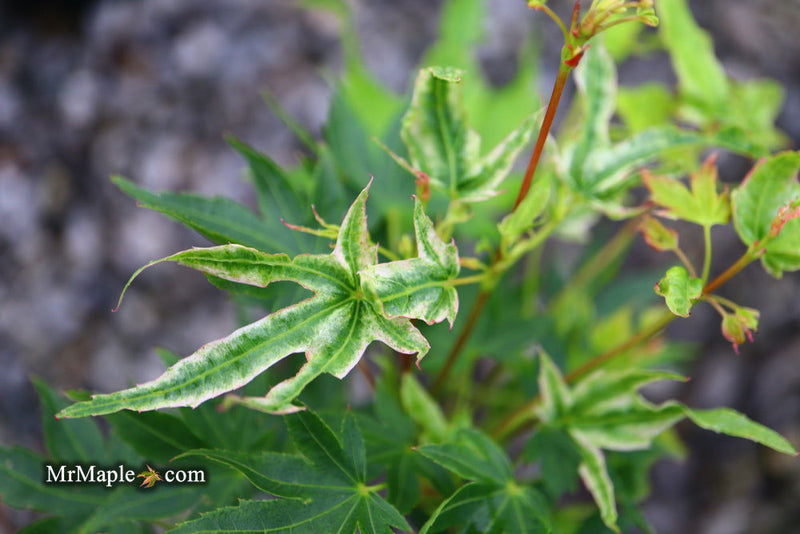 - Acer palmatum 'Rainy Day' Rare Japanese Maple - Mr Maple │ Buy Japanese Maple Trees