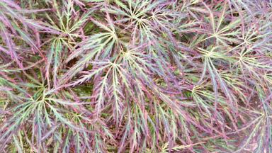 - Acer palmatum 'Raraflora' Weeping Japanese Maple - Mr Maple │ Buy Japanese Maple Trees