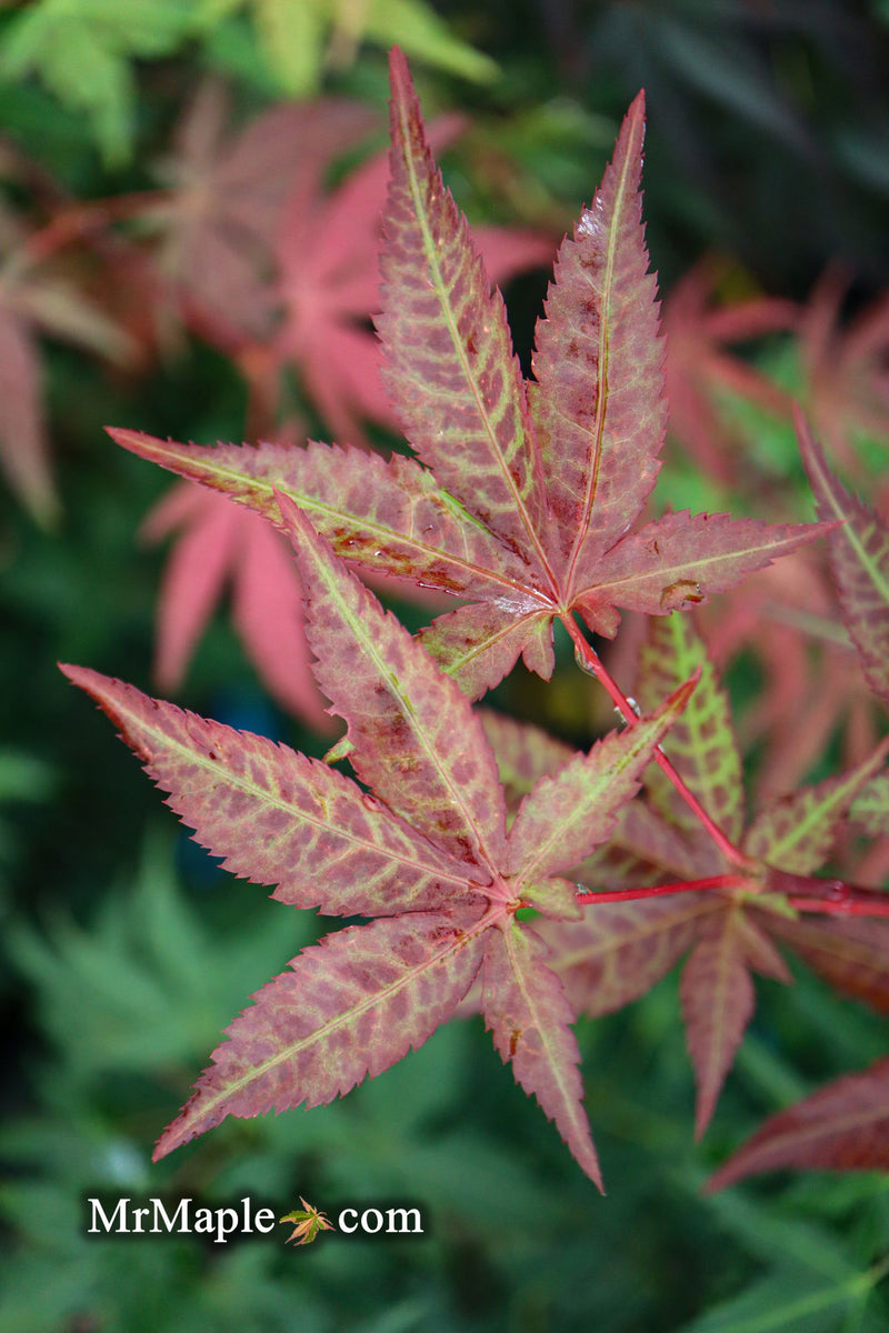 - Acer palmatum 'Red Baron' Japanese Maple - Mr Maple │ Buy Japanese Maple Trees