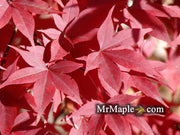 - Acer palmatum 'Red Baron' Japanese Maple - Mr Maple │ Buy Japanese Maple Trees