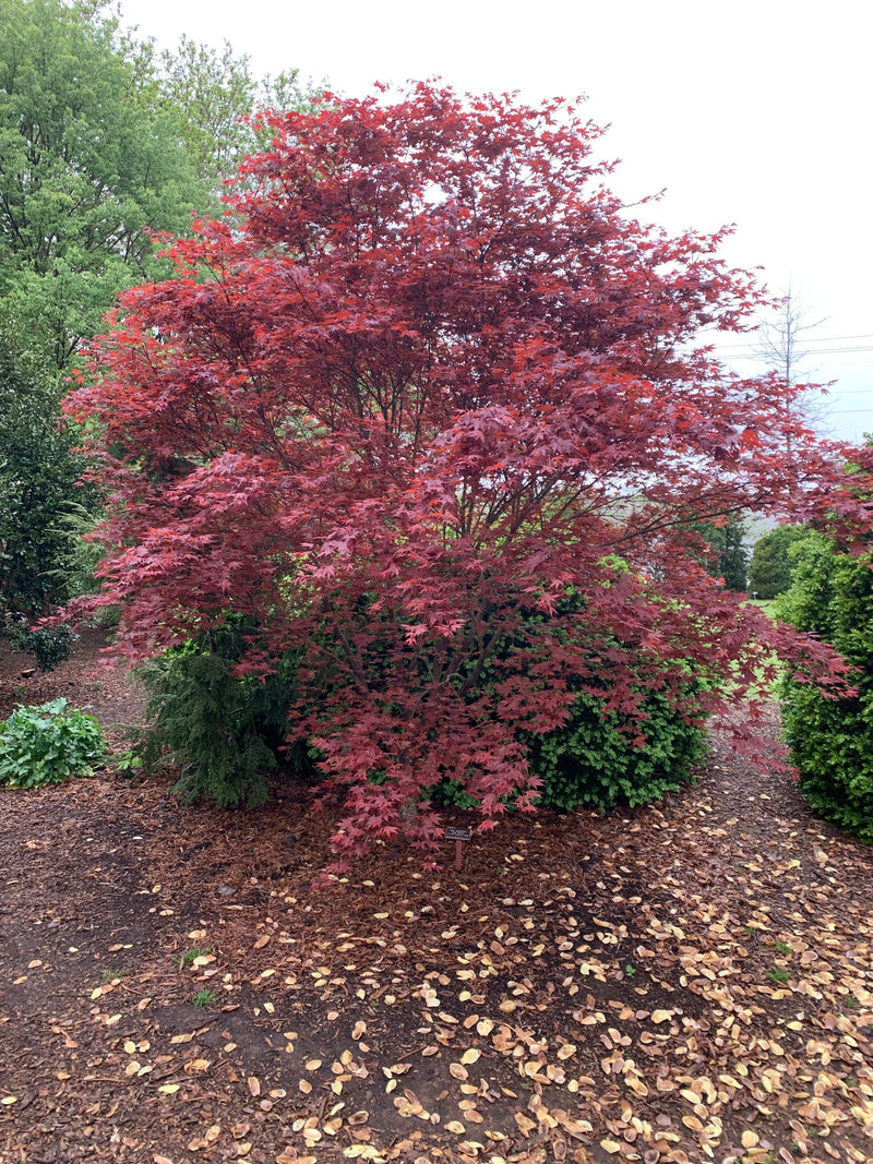 - Acer palmatum 'Red Baron' Japanese Maple - Mr Maple │ Buy Japanese Maple Trees