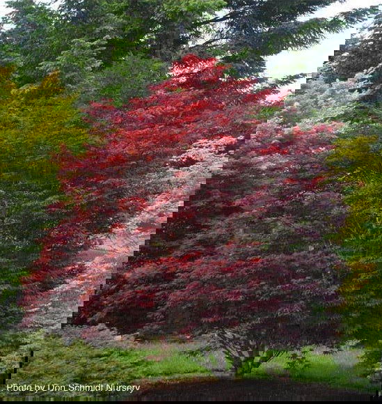 - Acer palmatum 'Red Baron' Japanese Maple - Mr Maple │ Buy Japanese Maple Trees