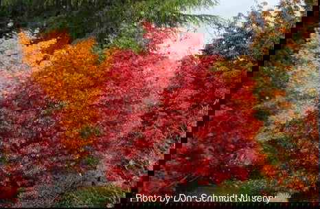 - Acer palmatum 'Red Baron' Japanese Maple - Mr Maple │ Buy Japanese Maple Trees