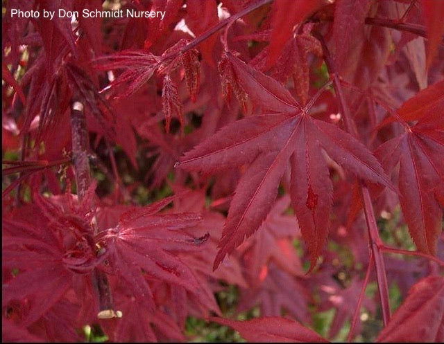 - Acer palmatum 'Red Baron' Japanese Maple - Mr Maple │ Buy Japanese Maple Trees