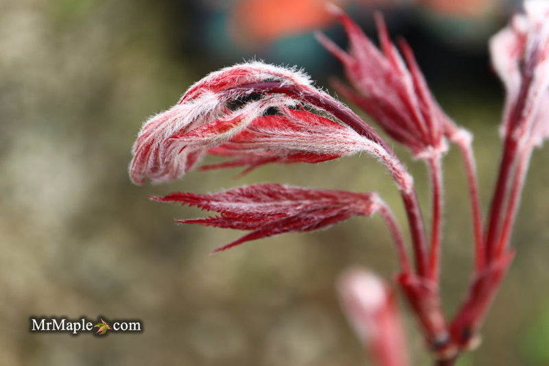 - Acer palmatum 'Red Baron' Japanese Maple - Mr Maple │ Buy Japanese Maple Trees