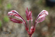 - Acer palmatum 'Red Baron' Japanese Maple - Mr Maple │ Buy Japanese Maple Trees