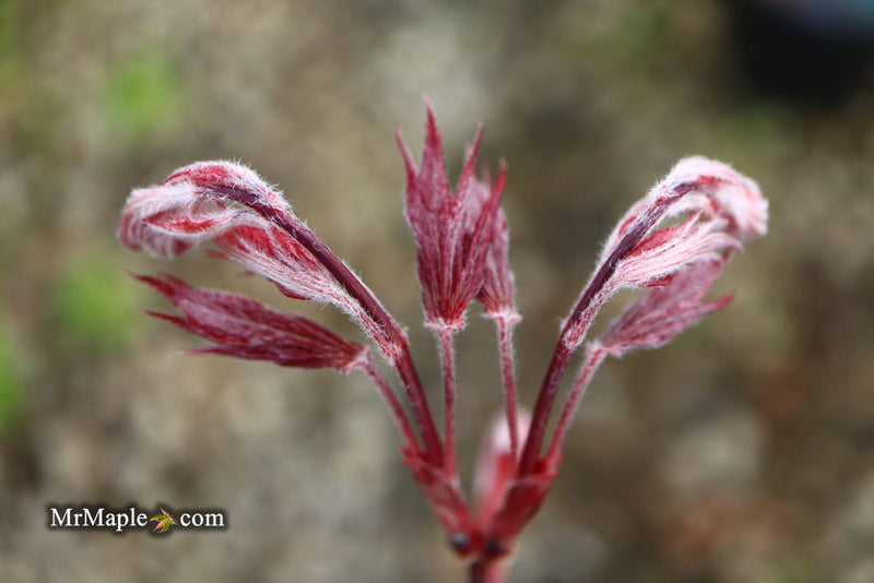 - Acer palmatum 'Red Baron' Japanese Maple - Mr Maple │ Buy Japanese Maple Trees