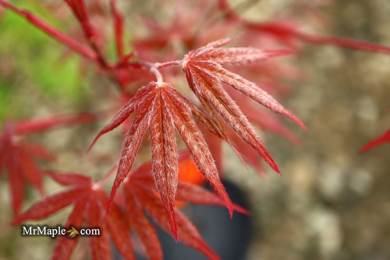- Acer palmatum 'Red Baron' Japanese Maple - Mr Maple │ Buy Japanese Maple Trees
