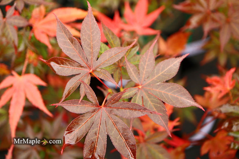 - Acer palmatum 'Red Baron' Japanese Maple - Mr Maple │ Buy Japanese Maple Trees