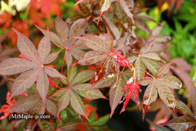 - Acer palmatum 'Red Baron' Japanese Maple - Mr Maple │ Buy Japanese Maple Trees