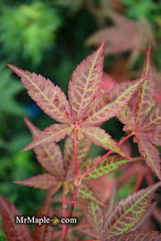 - Acer palmatum 'Red Baron' Japanese Maple - Mr Maple │ Buy Japanese Maple Trees