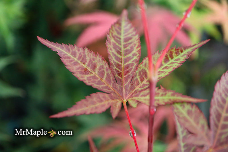 - Acer palmatum 'Red Baron' Japanese Maple - Mr Maple │ Buy Japanese Maple Trees