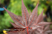 - Acer palmatum 'Red Baron' Japanese Maple - Mr Maple │ Buy Japanese Maple Trees