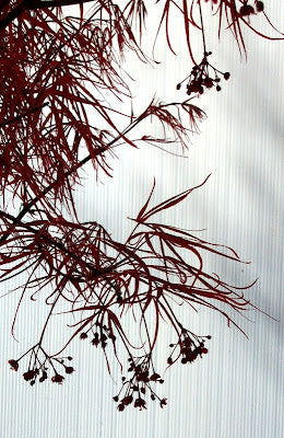 - Acer palmatum 'Red Cloud' Japanese Maple - Mr Maple │ Buy Japanese Maple Trees