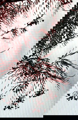 - Acer palmatum 'Red Cloud' Japanese Maple - Mr Maple │ Buy Japanese Maple Trees